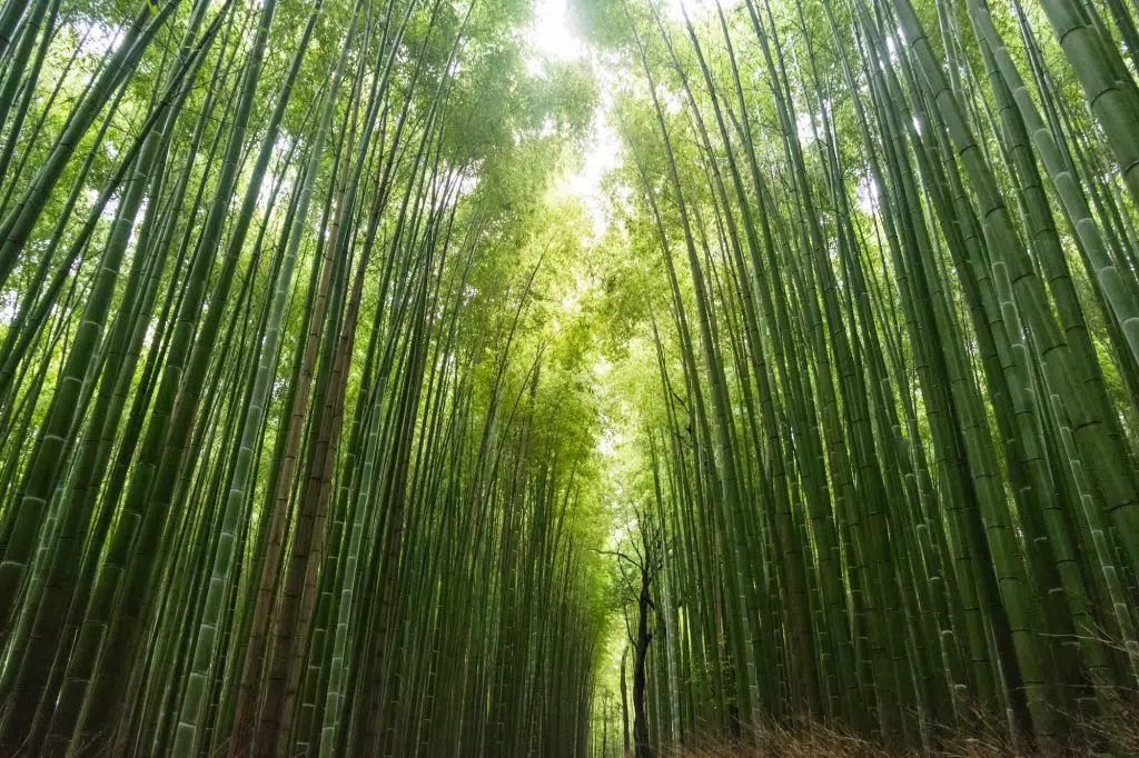 image of bamboo to illustrate business recovery