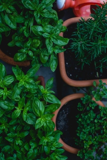 herbs grown closely together representhow to reach your perfect customer