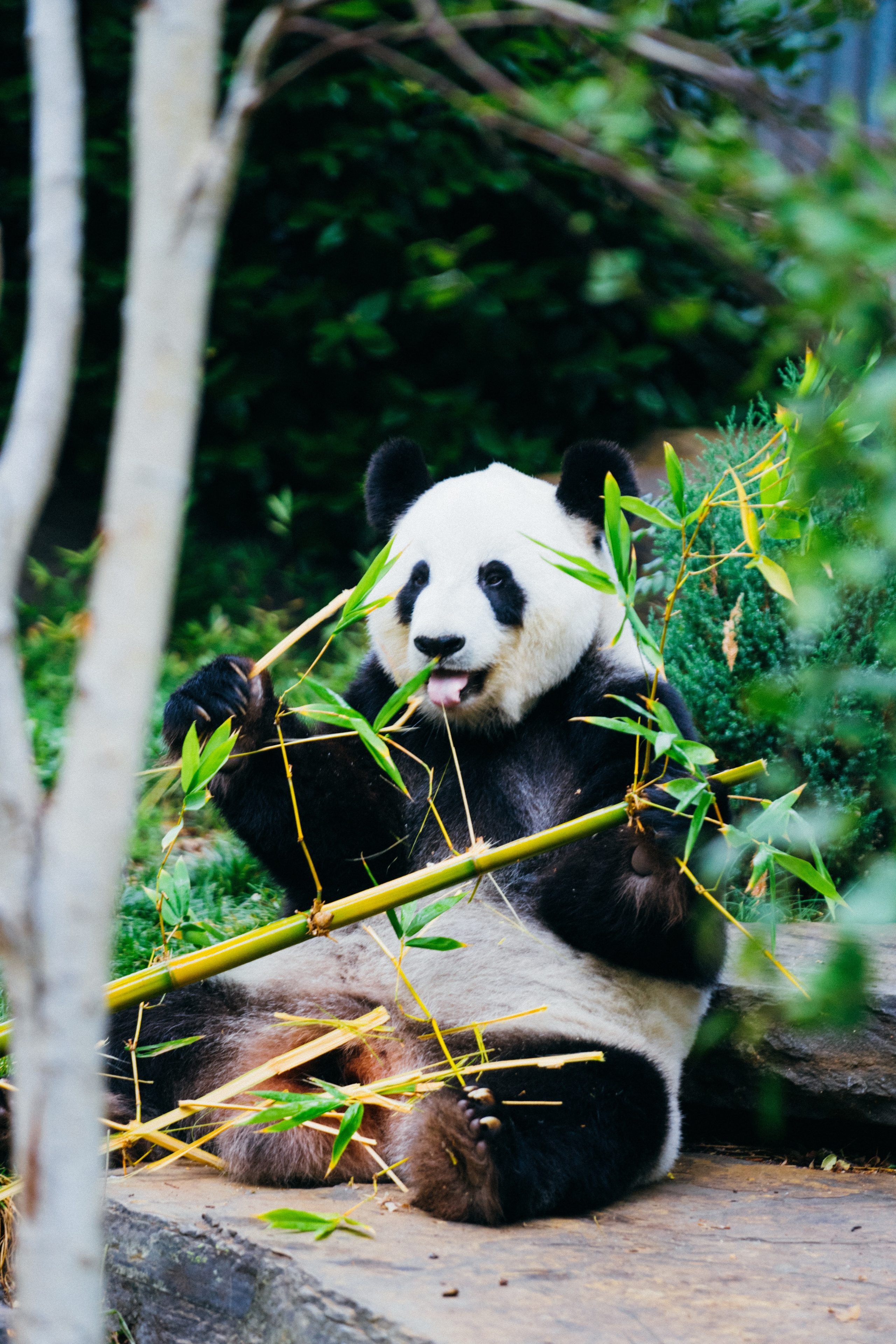 image of panda to illustrate9 things you need to know about niche marketing