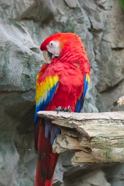a macaw reminds you how to drive traffic to my website
