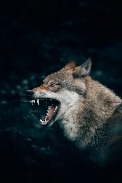 how to promote yourbrand's story illustrated by a wolf