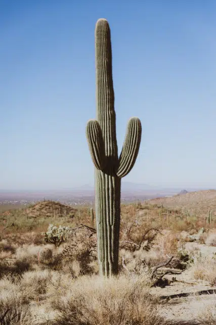 strategies to use competitive advantage in a drought with thesymbol of a cactus in a dessert