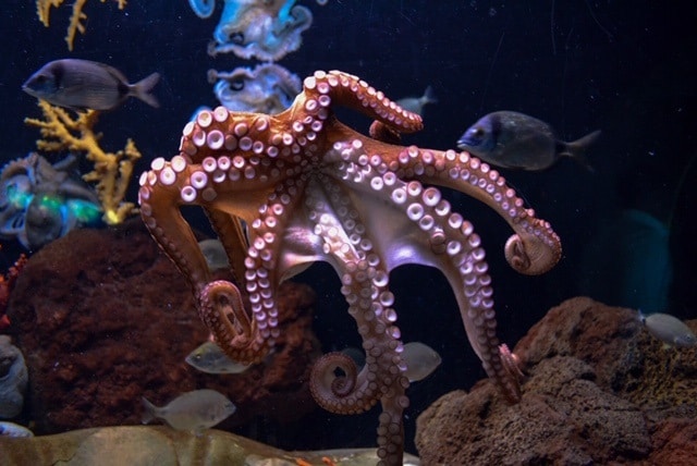 how to adapttacticsics illustrated with a n analogy with an octopus