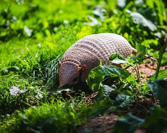how to protect your business with image of armadillo to illustrate armour