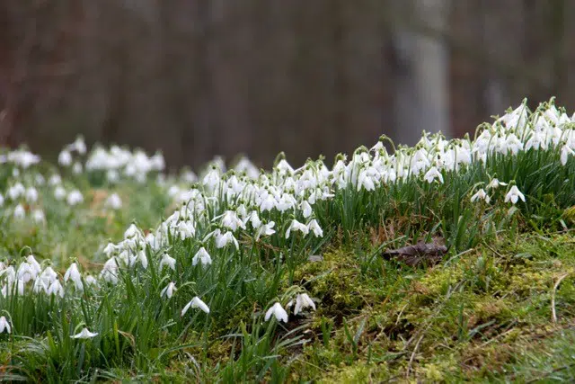 image of snow drops to illustrate how to identify new leads