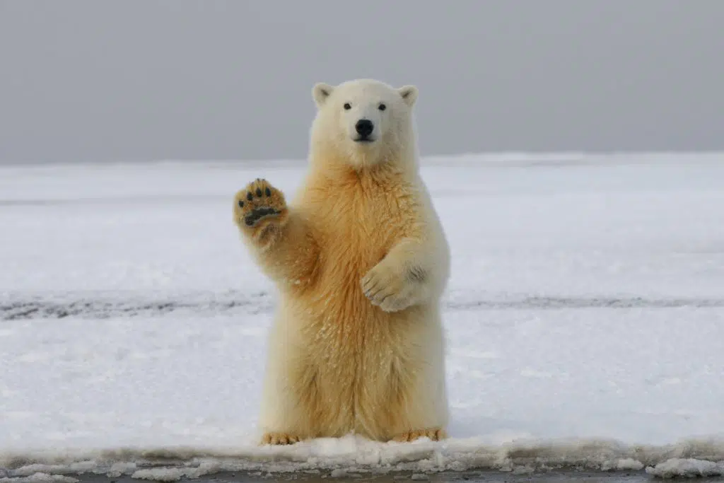 image of polar bear to illustrate Marketing tips for surviving winter