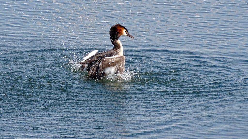 CRM for sole traders described with reference to the mating ritual of the great-crested grebe