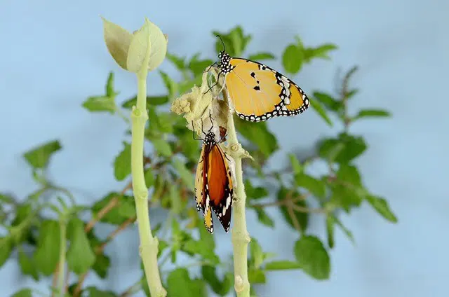 image of butterfly an chrysalis to represent business transformation