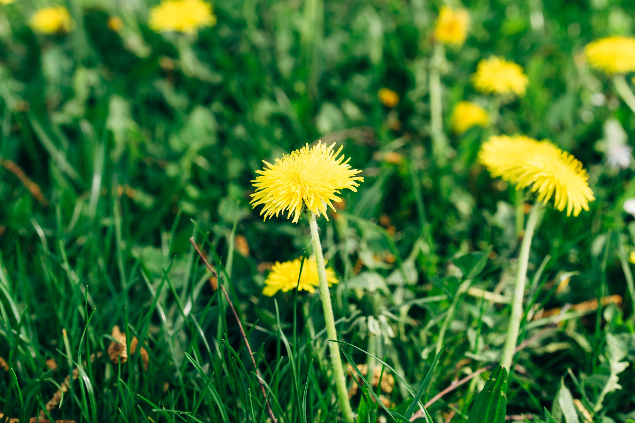 How to take control of your business weeds illustrated with dandelions