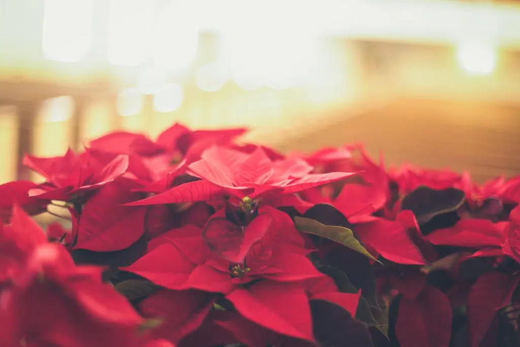 image of poinsettia to illustrate the topic when is price-cutting good for your business