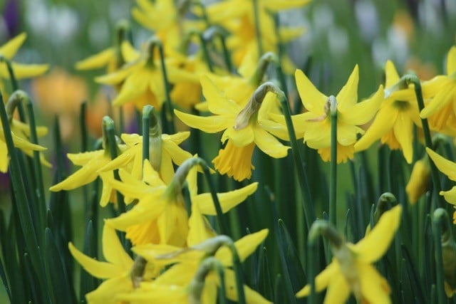daffodils to illustrate how to describe your audience