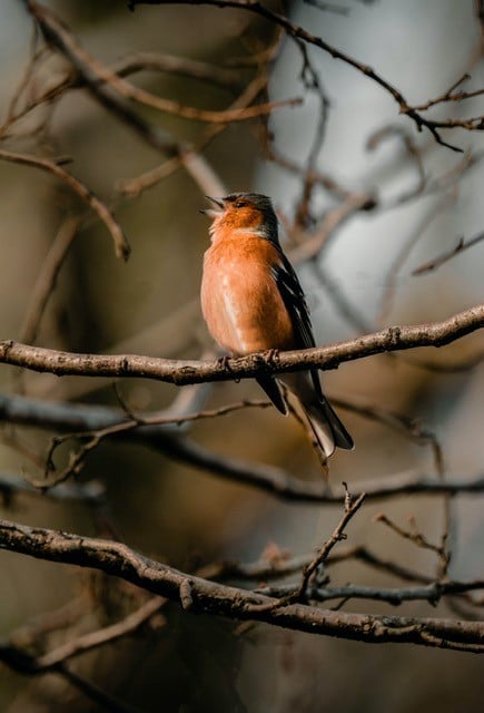 chaffinch to illustrate blog on how to be visible