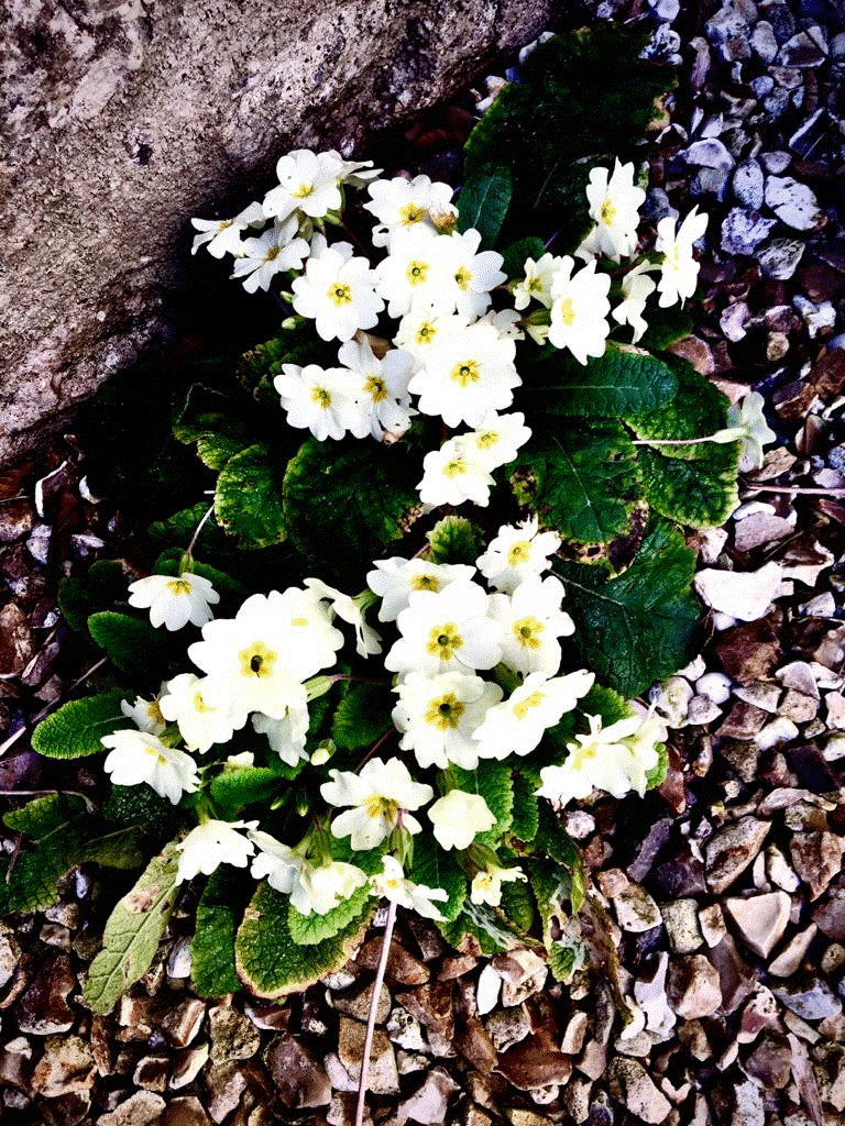 a Spring flower to illustrate how to plan ahead for growth