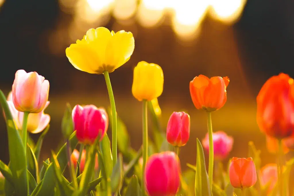 image of Spring flowers to illustrate the topic, how to find your audience online.
