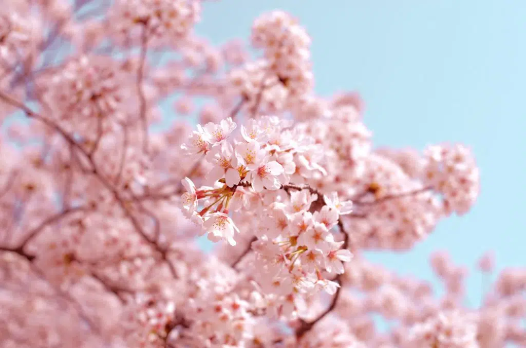 image of cherry blossom to illustrate how to get vallue from blogging