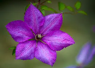 clematis to illustrate topic how to build back better