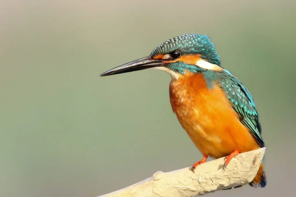 image of kingfisher to illustrate blogpost on how to get value from social listening