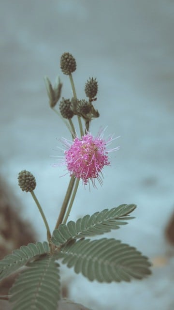 mimosa illustrates the need to be sensitive as you get back to business after disruption