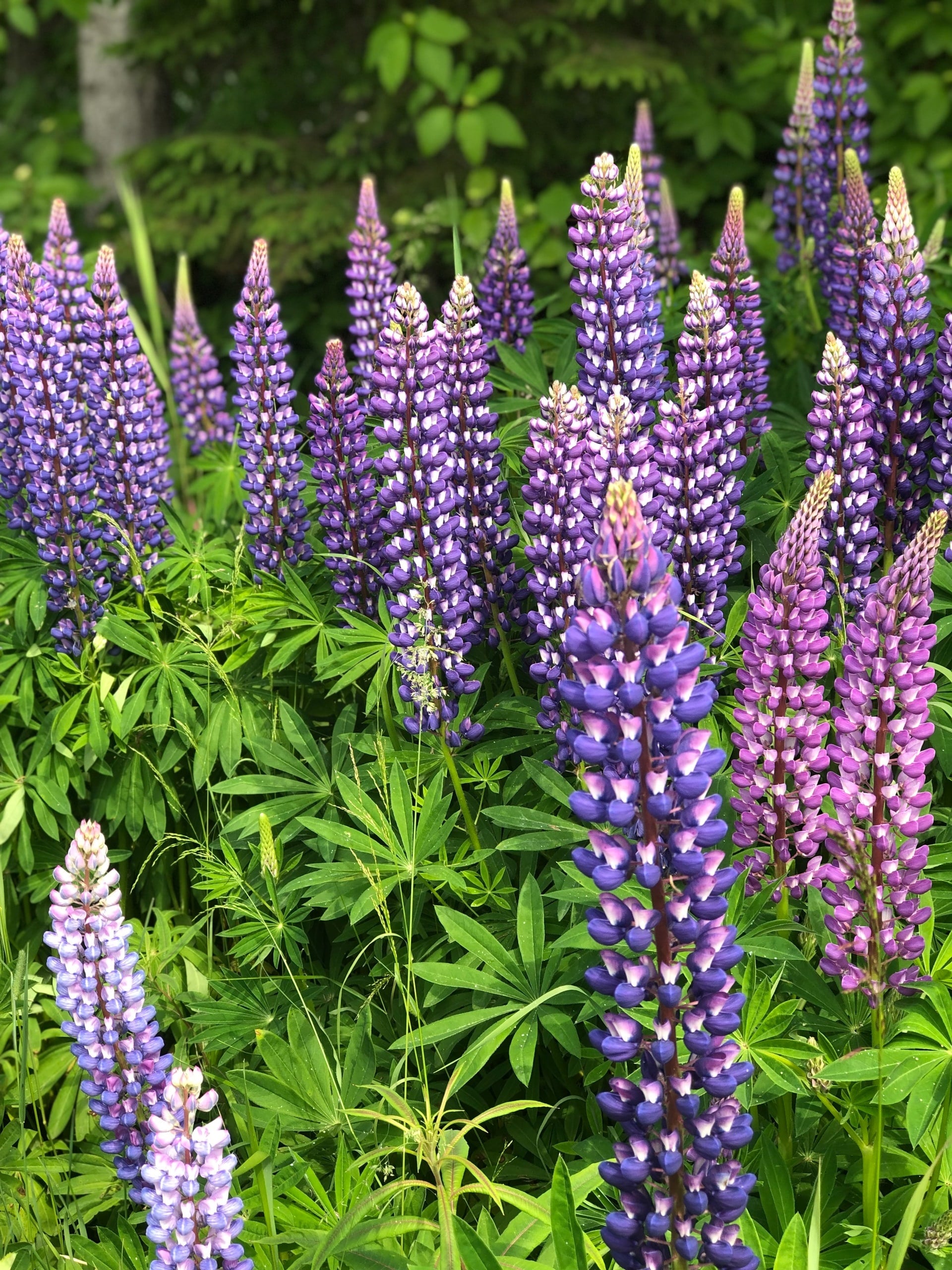 lupins to illustrate 4 marketing steps to take at change of season