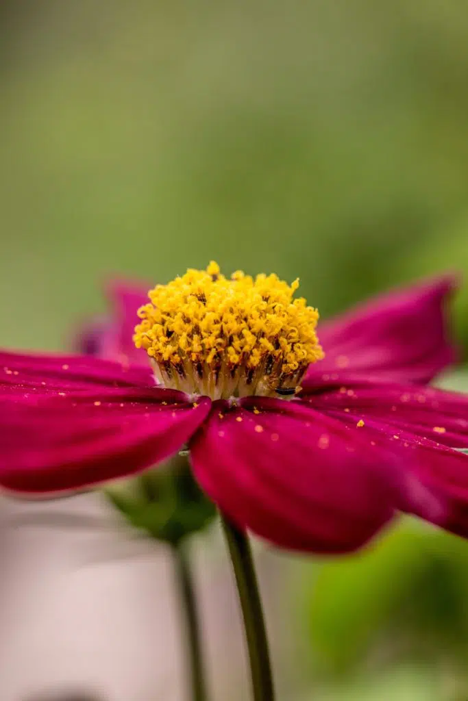 flower with pollen to illustrate how to adapt your product by season