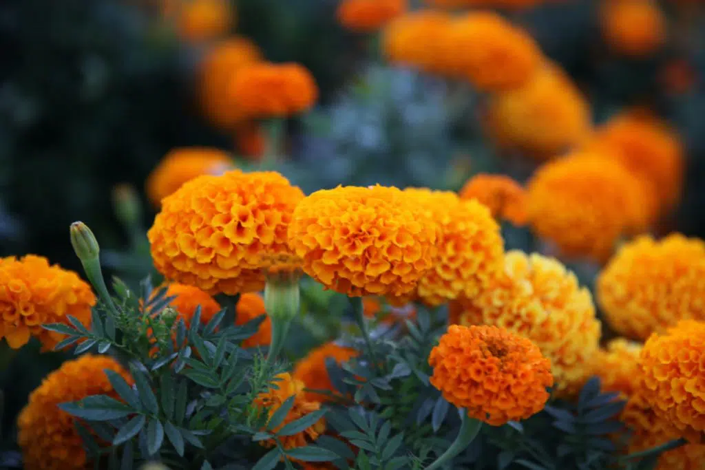 image of marigolds to illustrate 4 tips tosell with testimonials