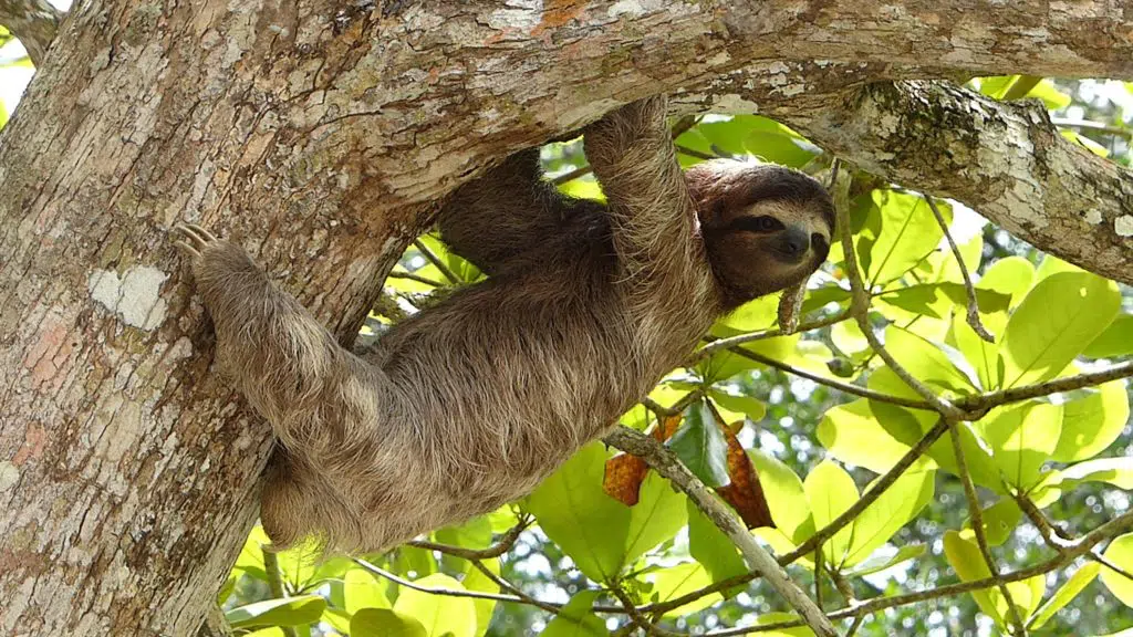 image of a sloth to illustrate reasons to do less work