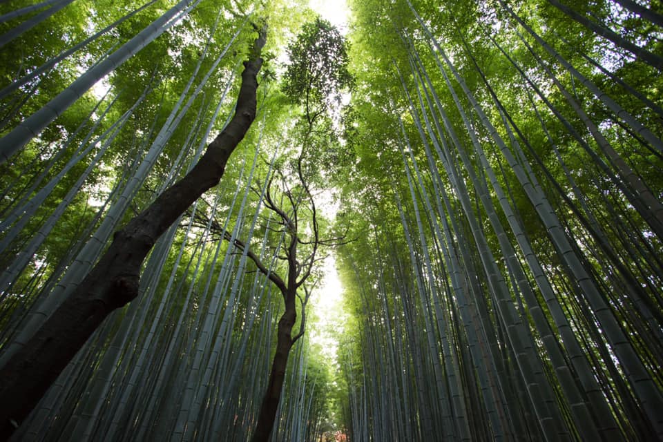 bamboo grows high to illustrate business growth