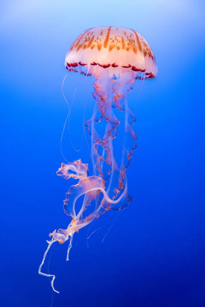 image oh f jellyfish to illustrate h Marketing tips to create organisational resilience