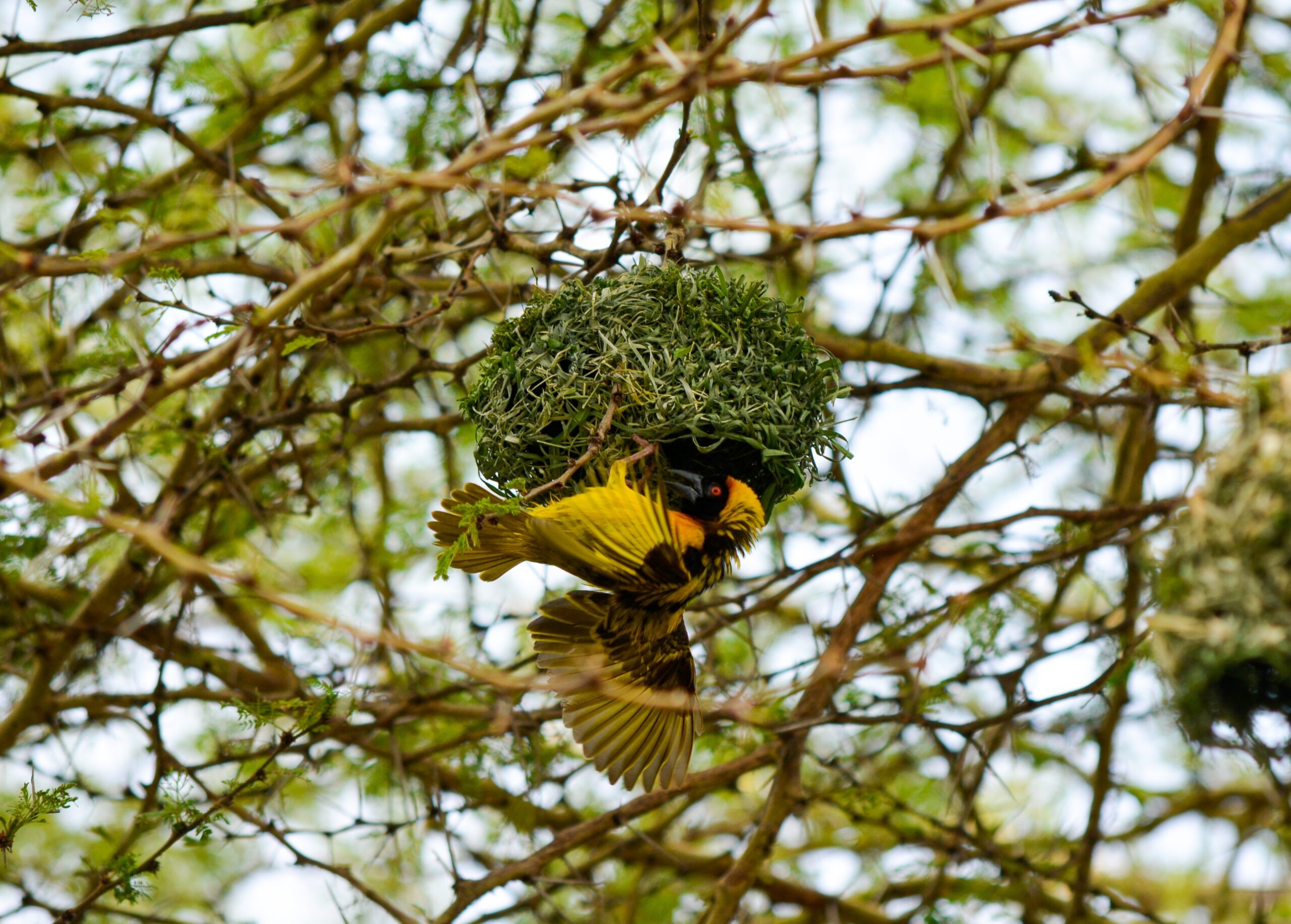 picture of weaver bird's nest to illustrate ways to create your presence credit : Sneha Cecil unsplash.com