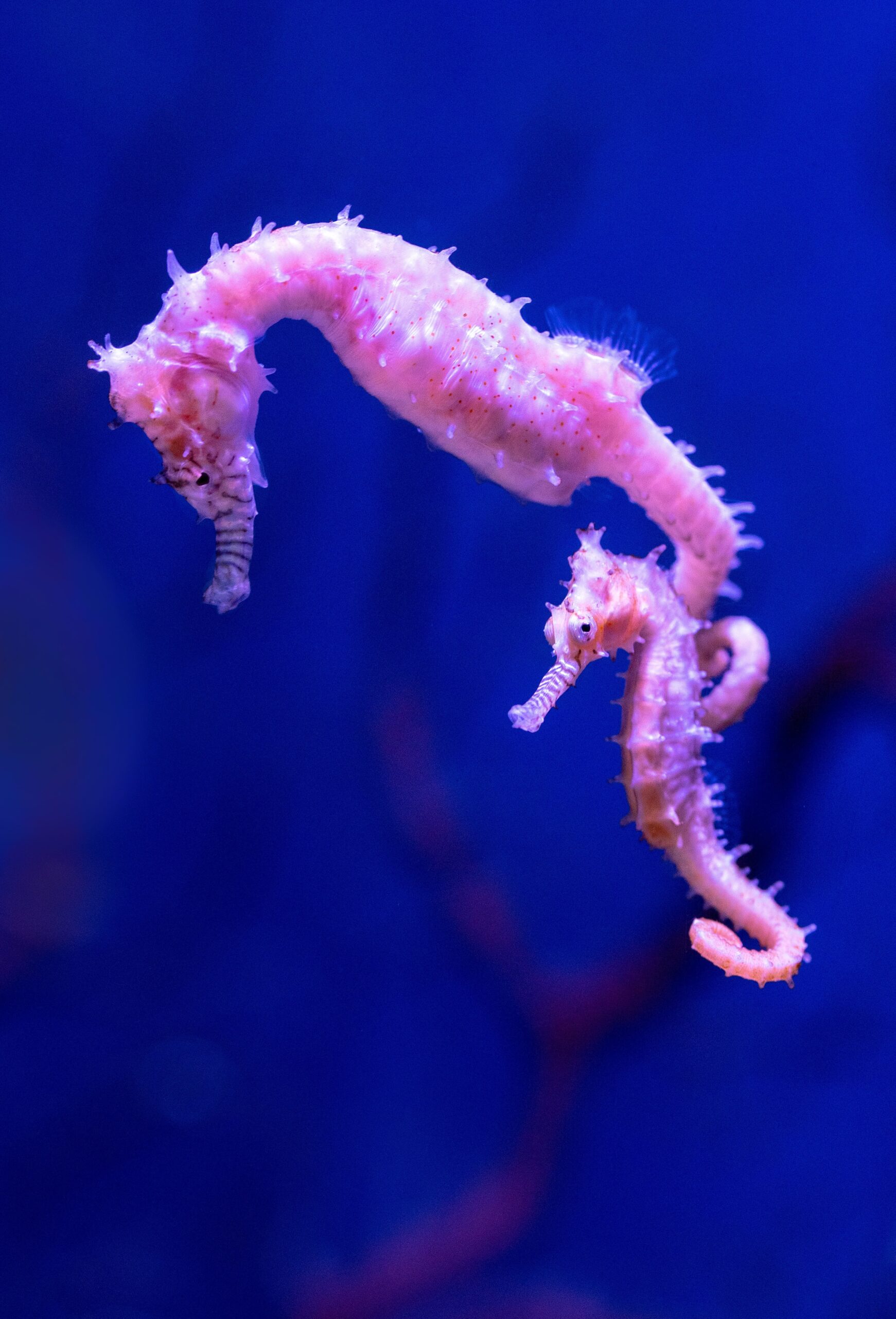 seahorses credit: David Clodeunsplash.com to illustrate the complex process to get new customers