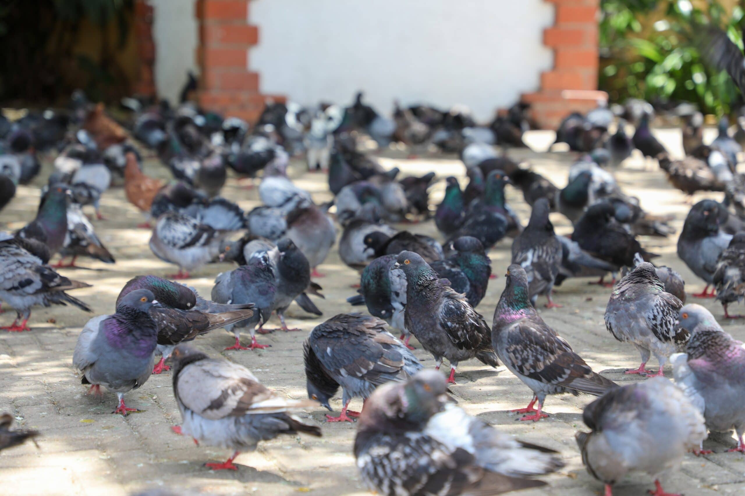 pigeons by Taylor Deas Malesh unsplash.com to illustrate how to get vaue from taking part in an industry conference