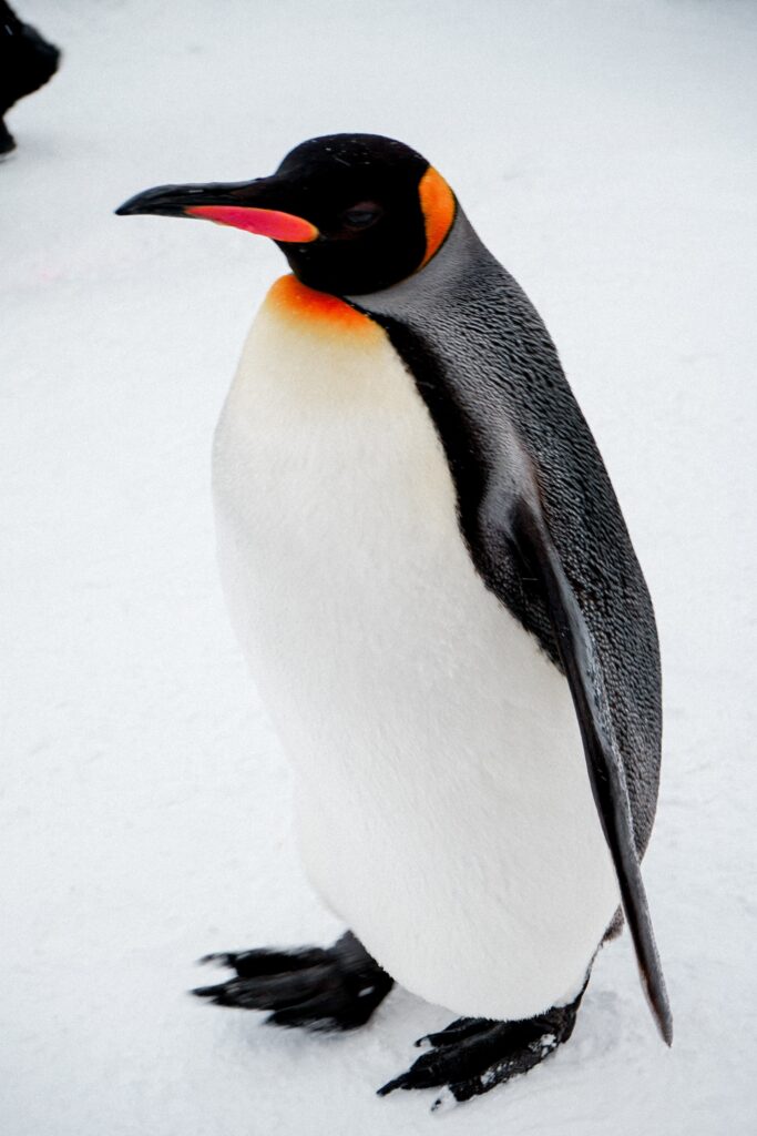 image of penguin by Kanjanapa Srisuwan from unsplash.com to illustrate the survival skill of penguins for an article about no budget for Marketing for small business-owners.
