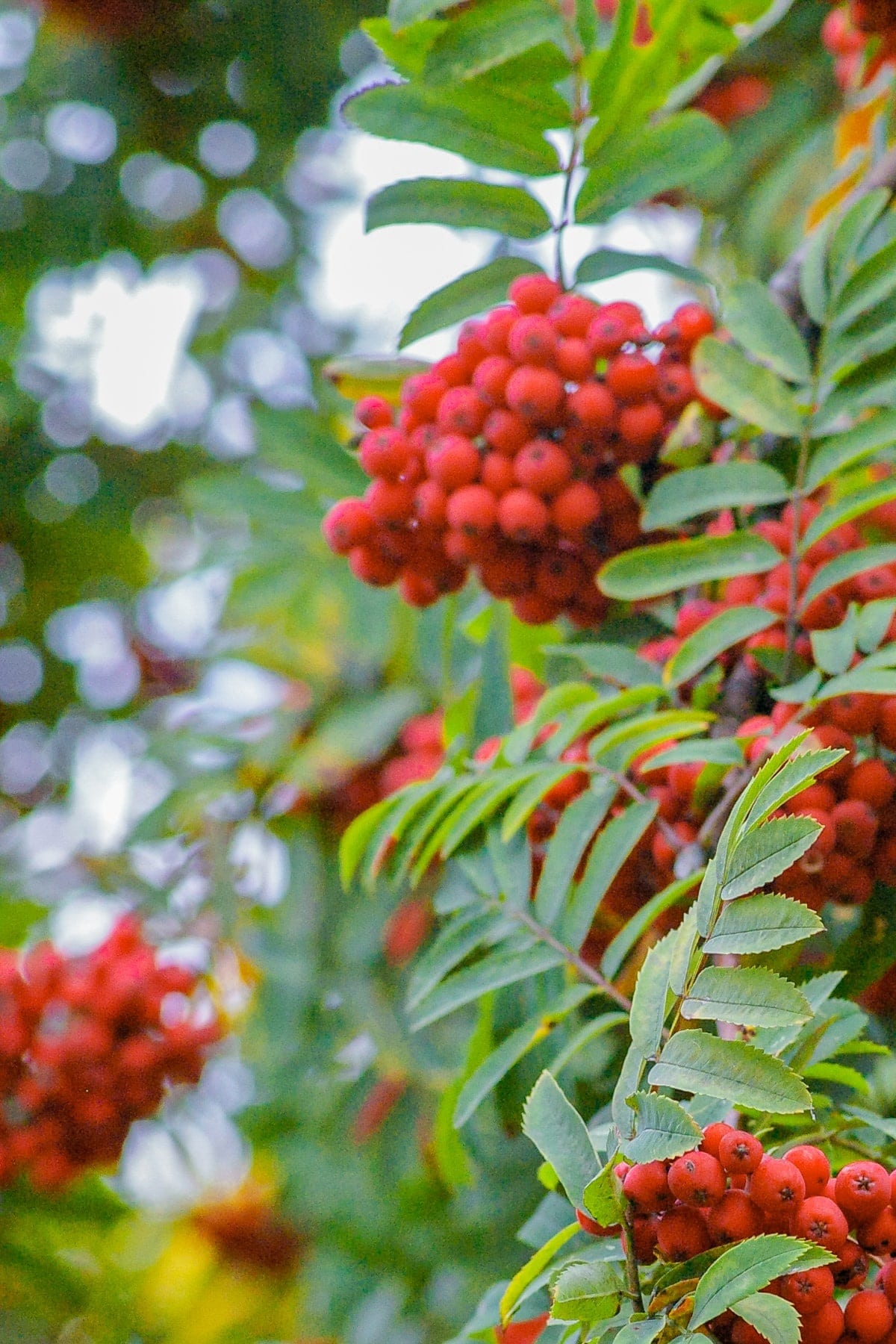 picture of winter berries to illustrate how to thank your customers