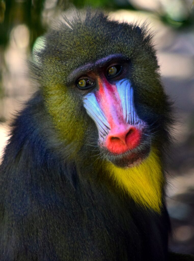 picture of mandrill monkey creditMeg Jerrard/ unsplash.com to illustrate Black Friday 3 reasons to avoid it in 2021