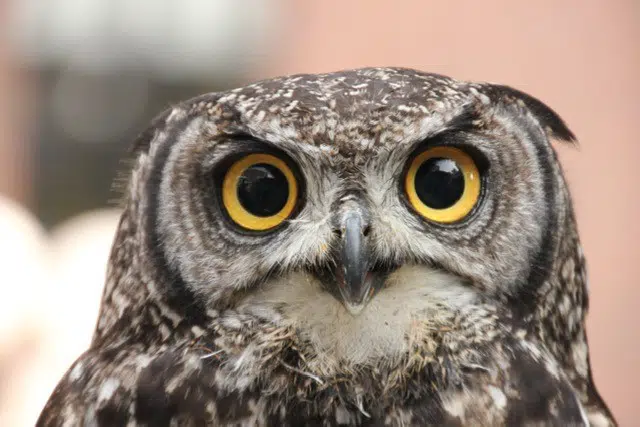image of an owl that looks both ways to illustrate blogpost: annualreviewphoto credit : James Toose/unsplash.com