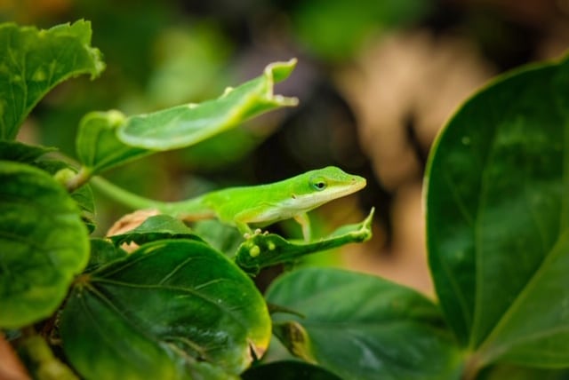 picture of anoli lizard creditunsplash.com to illustrate article on dare to be different.: