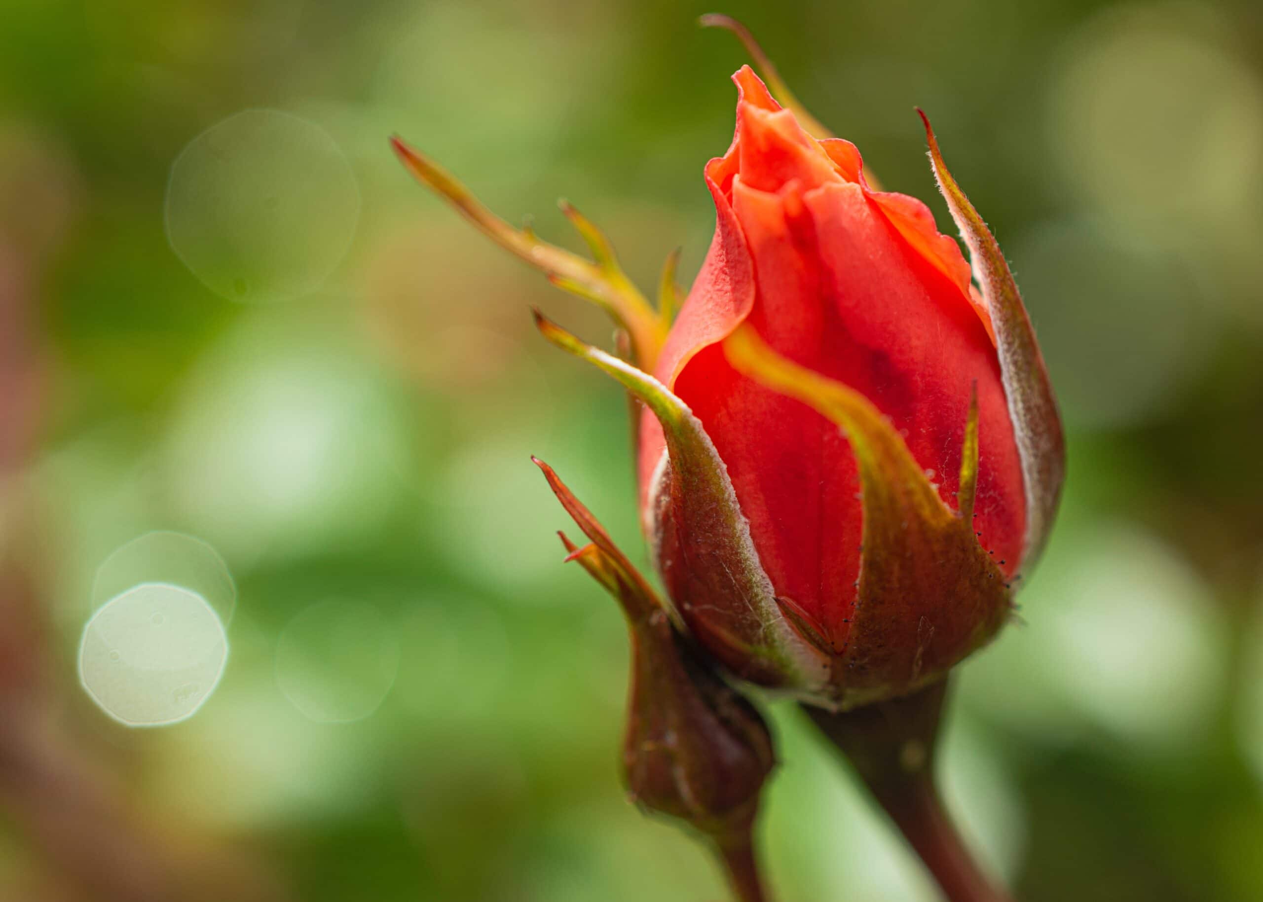 rosebud credit:unsplash.com/John Butterworth to illustrate post on links between Marketing and Advent