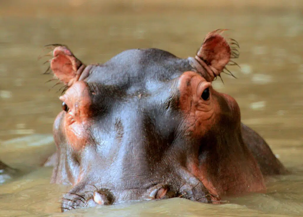 picture of hippo credit:Gene Taylor1 on unsplash.com with thanks to illustrate item on a simple way to Marketing success.