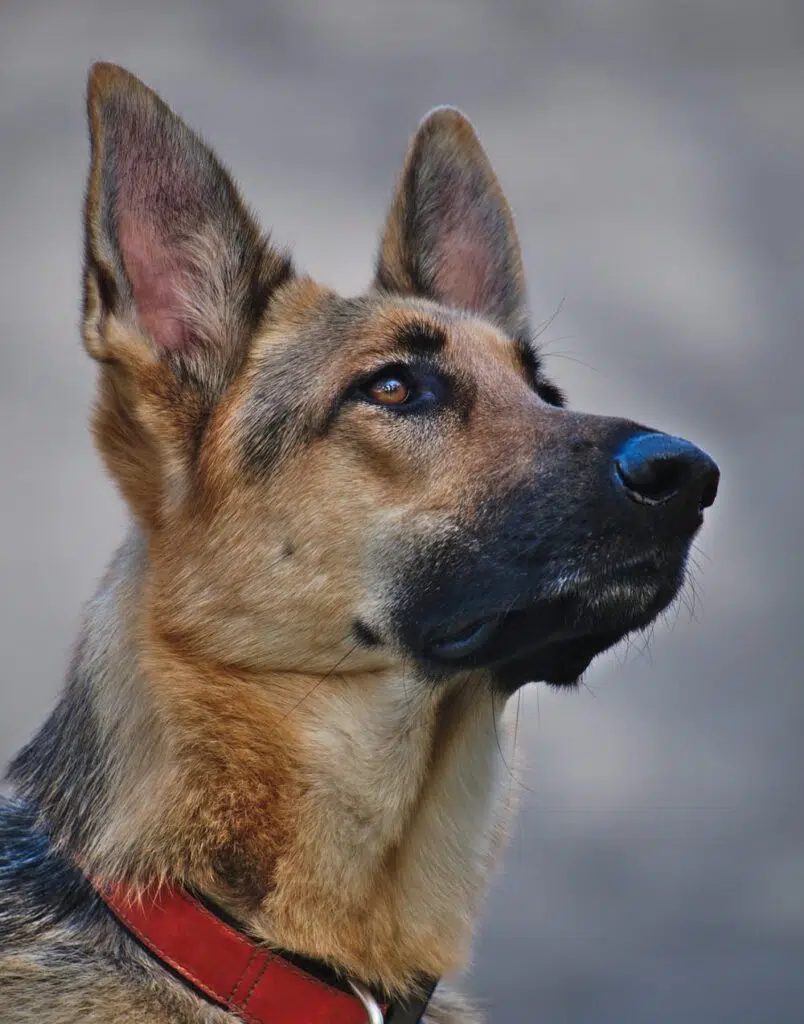 picture of Alsatian ears by Michael Dziedzic from unsplash.com to illustrate vlogpost on What the New Year means for your business?