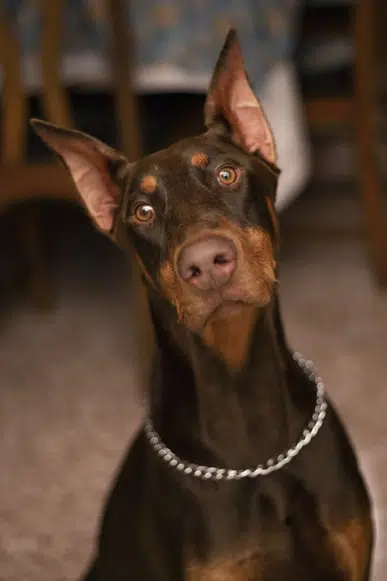 picture of dobermann-pinscher by Jorge Rosales from unsplash.com to illustrate blog on how listening helps you to know your customers