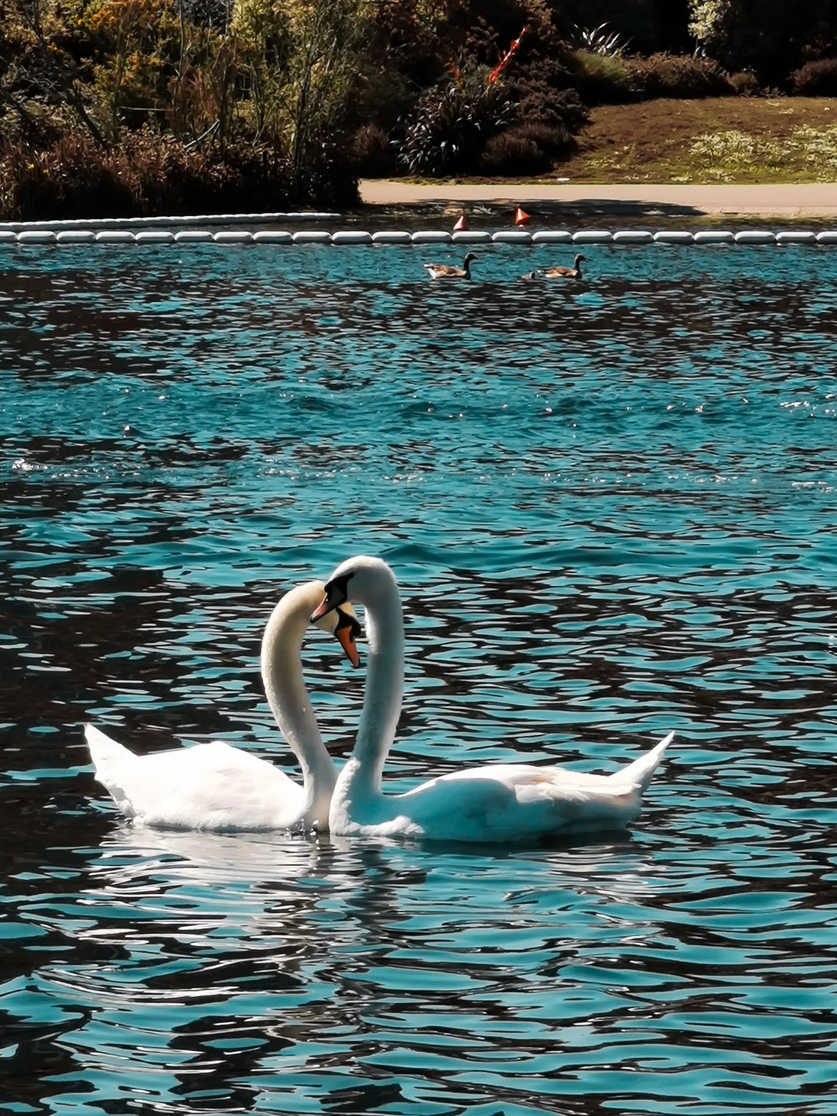 swans i love to illustrate blogpost on how to be loved by customers, photo credit:honur binay from unsplash.com