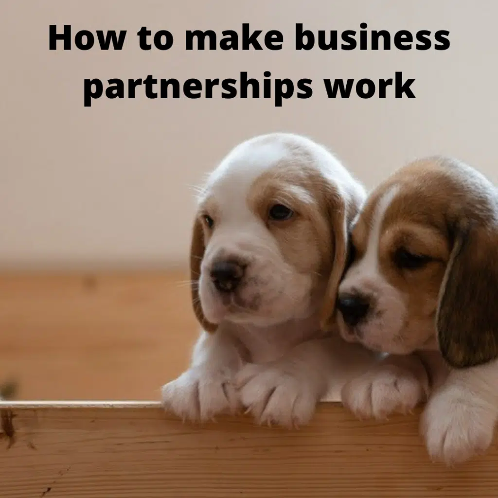 image of beagles by : Ben Michel from unsplash.com to illustrate article on how to find the right partner in business