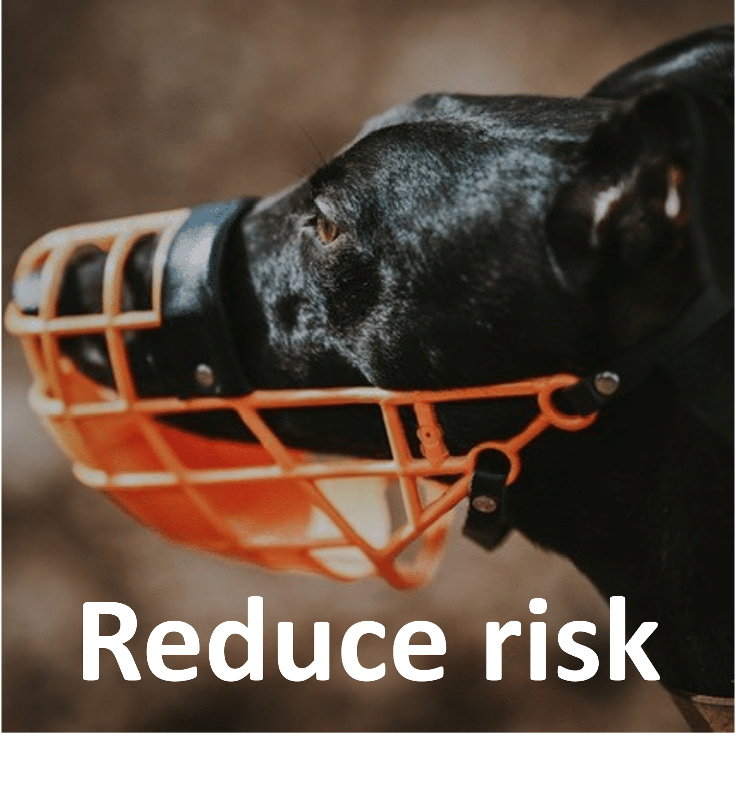 photo of dobermann-pinscher wearing a muzzle credit: Annie Spratt from unsplash.com to illustrate article on how to make customers feel safe on their journey towards purchase