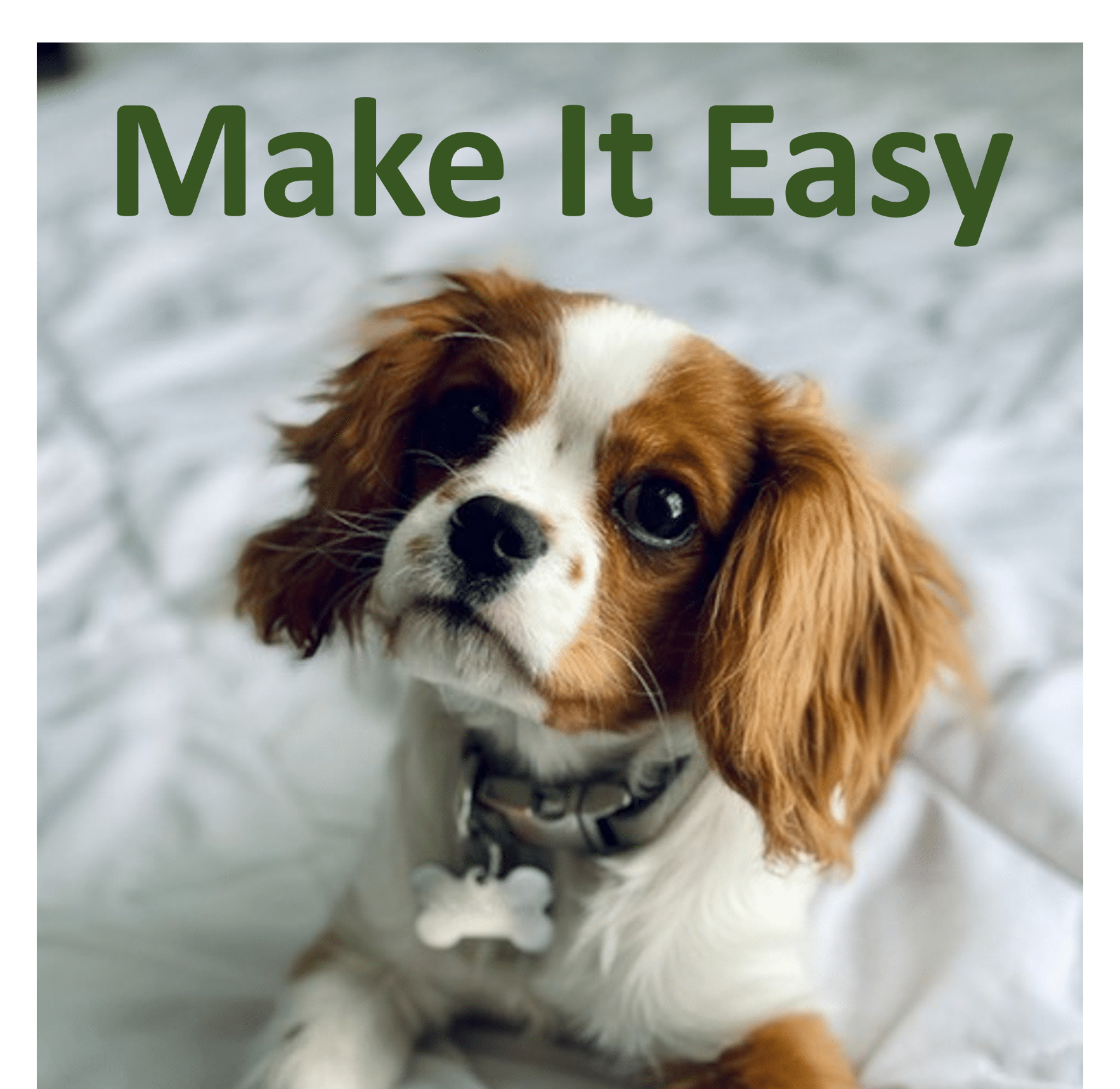 photo of Cavalier King Charles Spaniel to illustrate an article on , how to make it easy for customers to buy from you. PhoTto creditt Ttacy Anderson from unsplash.com