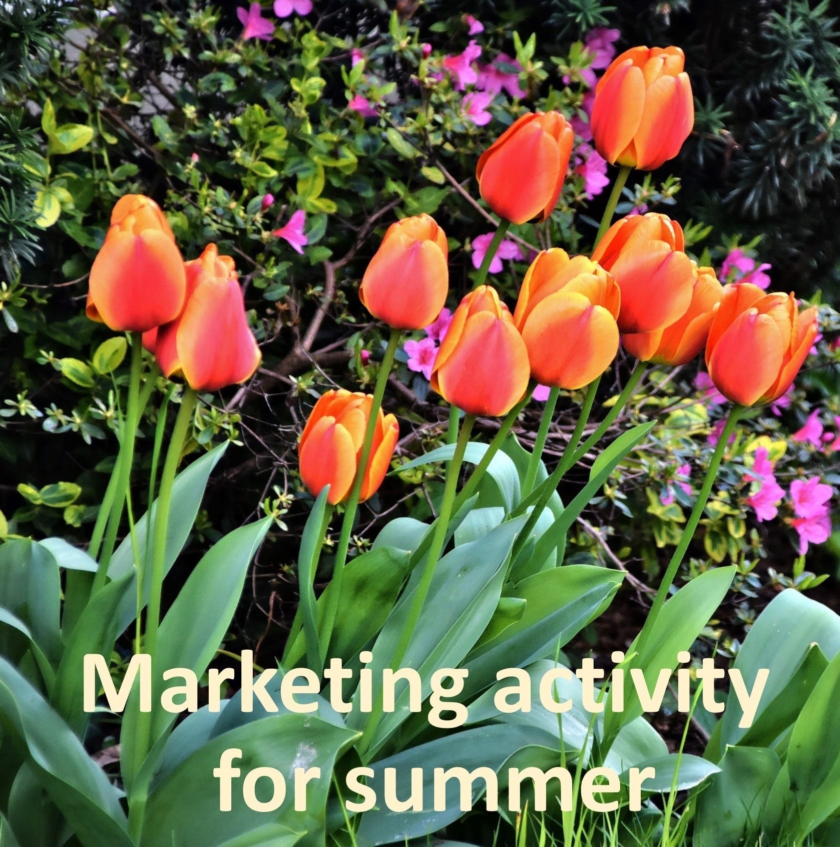 image of tulips in summer bloom credit: WaldemarBrandt from unsplash.com