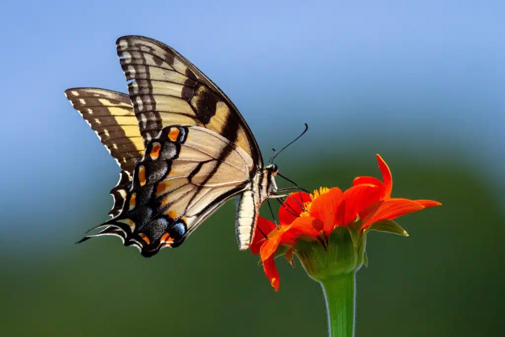 picture of butterfly on flower credit Joshua J Cotten from unsplash.com to illustrate item on co-produce with customers